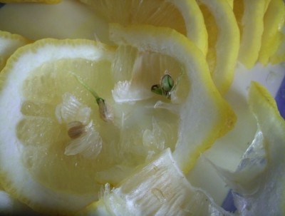 Klíčící pecky citronů 2.jpg