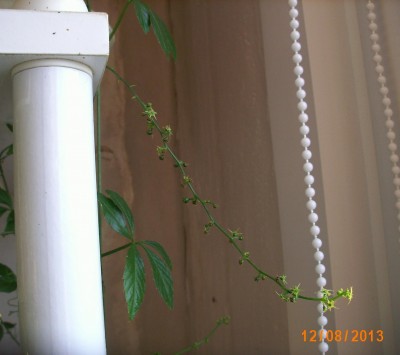 Ženšen pětilistý květ - Jiaogulan - Gynostemma pentphyllum flos, plus 27 days ....jpg