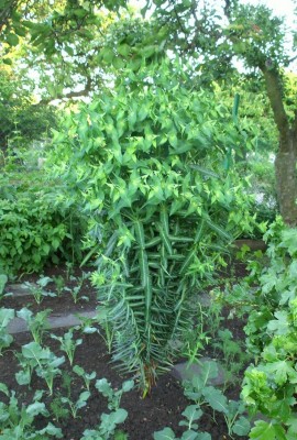 Pryšec křižmolistý - Euphorbia lathyris ....jpg