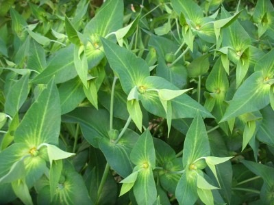 Pryšec křižmolistý - Euphorbia lathyris - květenství, detail ....jpg